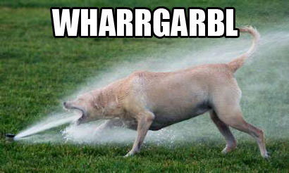 Sprinkler Dog